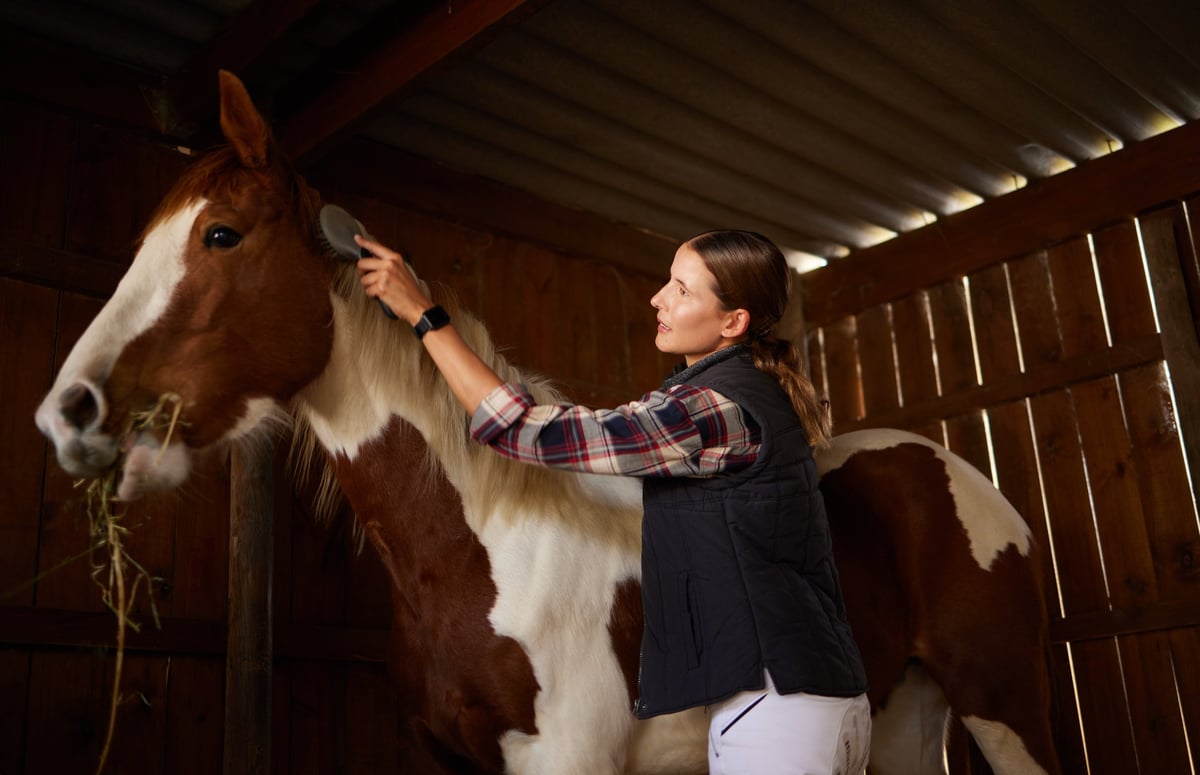 A horse at All Out Horsemanship