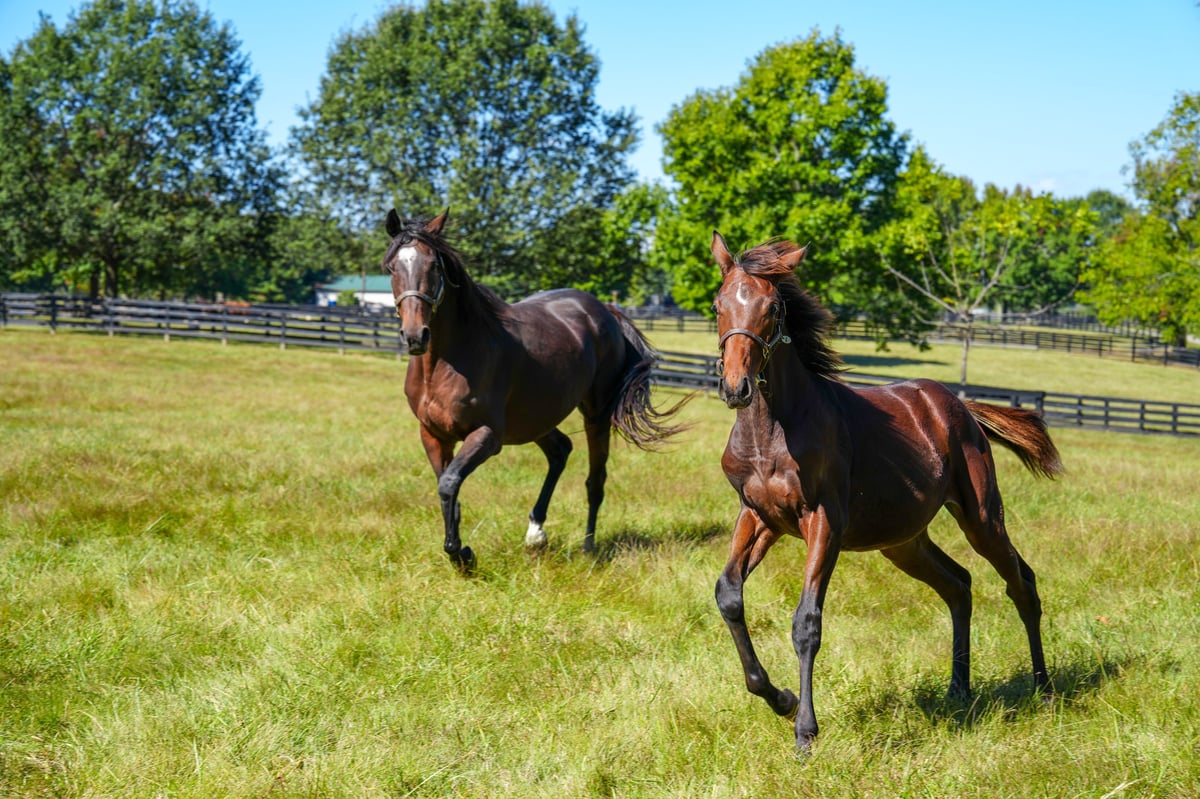 Horses grazing in the pastures at All Out Horsemanship