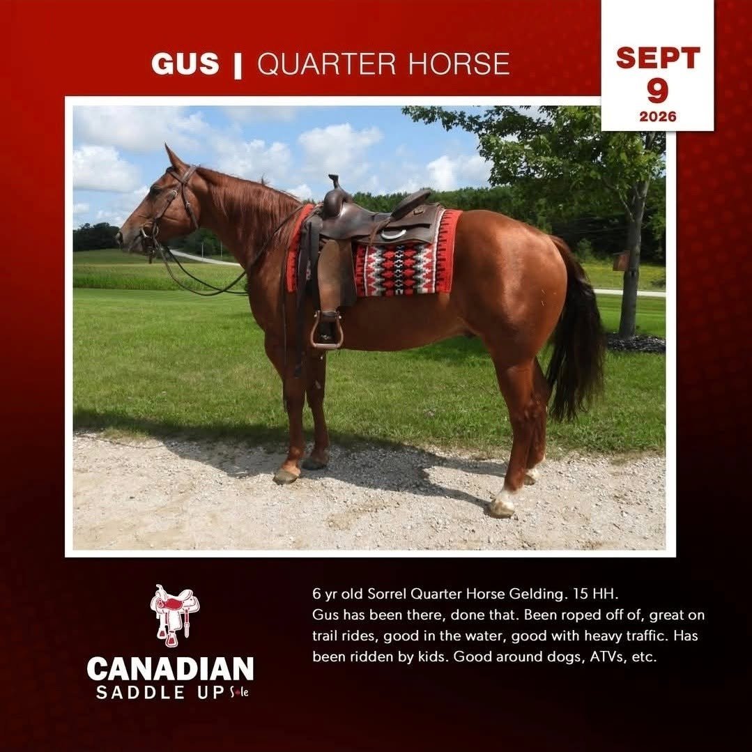 Gus, Quarter Horse Gelding
