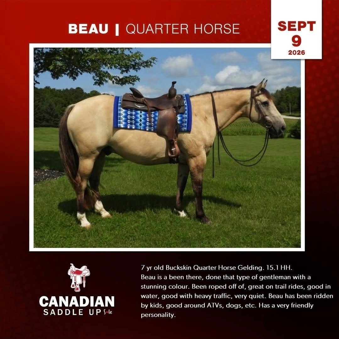 Beau, Buckskin Quarter Horse Gelding