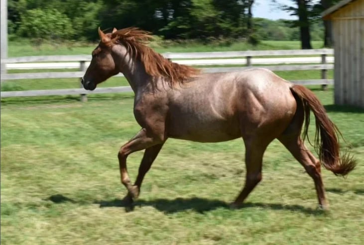 Brown horse with flowing tail trotting across a grassy pasture with white fence and shed in background