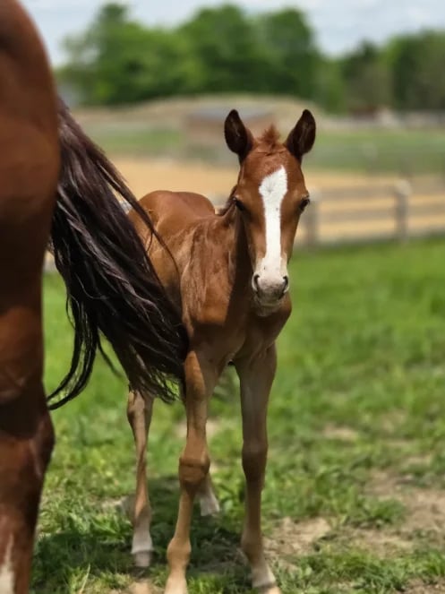 Young brown foal with white blaze standing in grassy pasture next to adult horse, with fenced field and trees in background