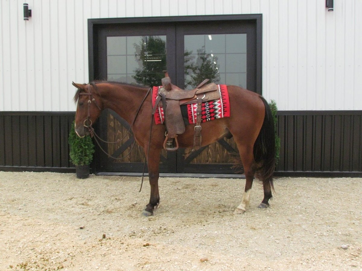 Brown horse with red saddle and blanket standing in sandy arena in front of white and dark barn with large doors
