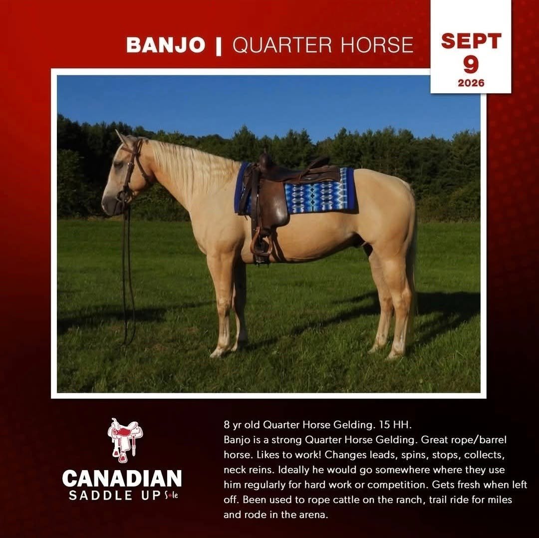 Banjo, Quarter Horse Gelding