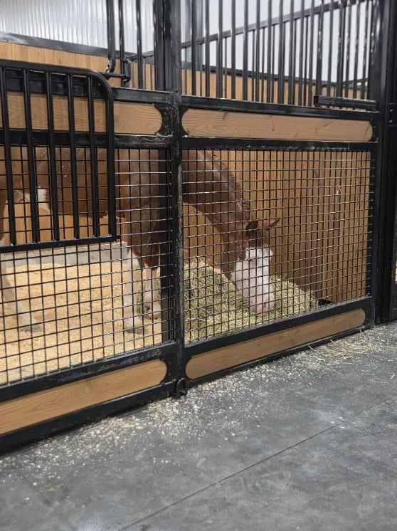 Black and tan horse stalls with metal grating and wooden rails inside a barn facility.