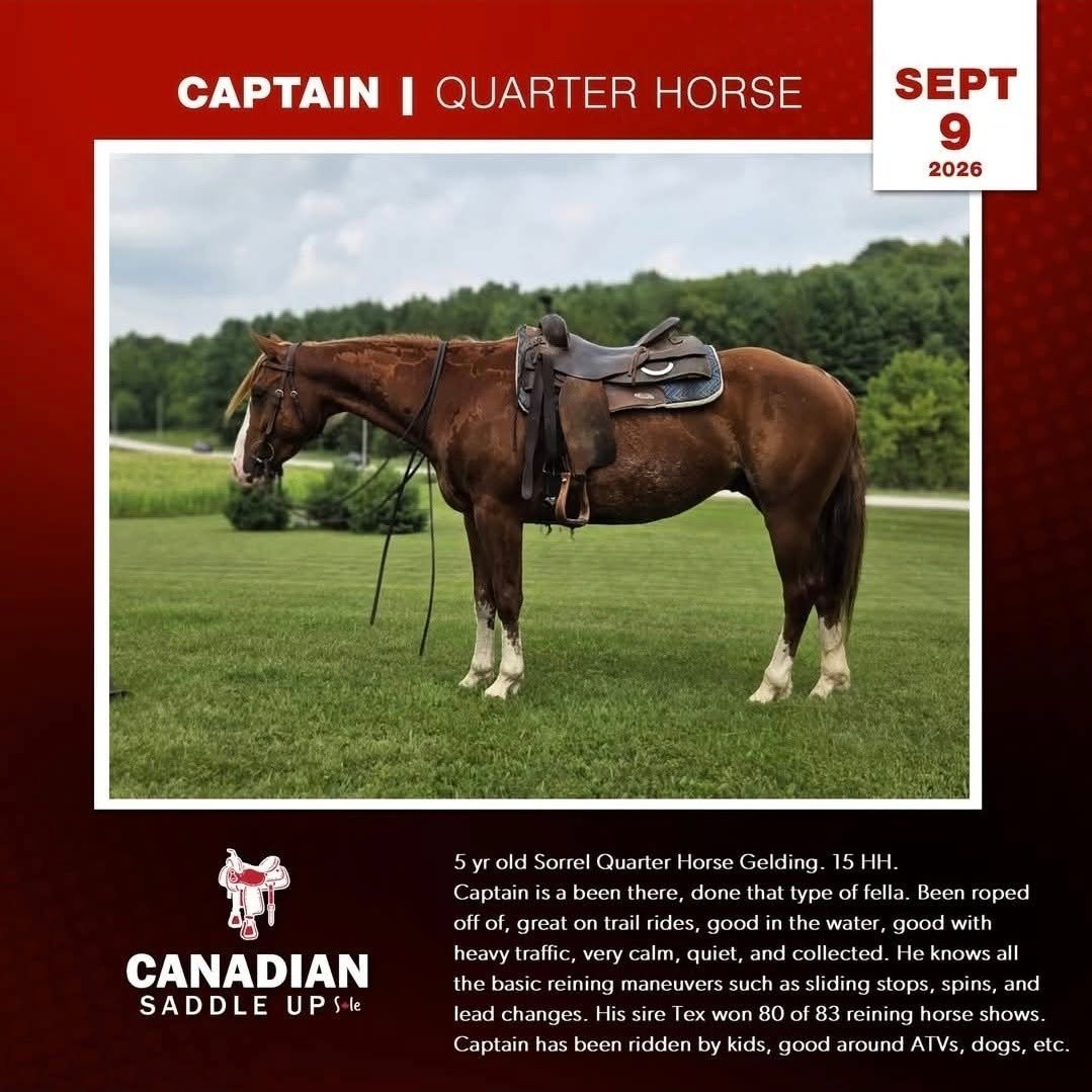 Captain, Sorrel Quarter Horse Gelding